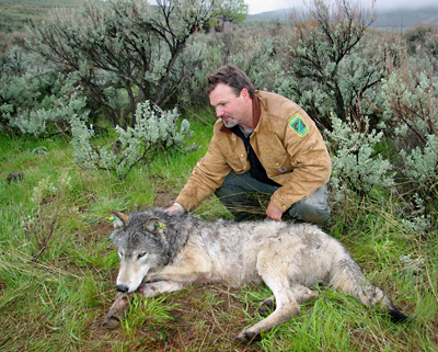 Here is smiling ODFW wolf coordinator Russ Morgan fondling the killer wolf